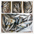 high quality new catched sea frozen mackerel